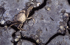 ausgetrocknete Lagune  - Zum Vergroessern klicken!