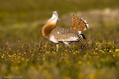 Grotrappe - Zum Vergroessern klicken!