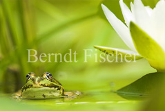 Wasserfrosch - Zum Vergroessern klicken!