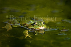 Wasserfrosch  - Zum Vergroessern klicken!