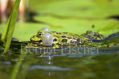 Wasserfrosch - Zum Vergroessern klicken!