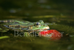 Wasserfrosch  - Zum Vergroessern klicken!