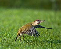 Grnspecht - Zum Vergroessern klicken!