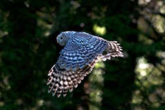 Habichtskauz  - Zum Vergroessern klicken!