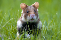 Hamster  - Zum Vergroessern klicken!