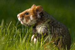 Hamster  - Zum Vergroessern klicken!