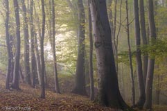 Laubwald  - Zum Vergroessern klicken!