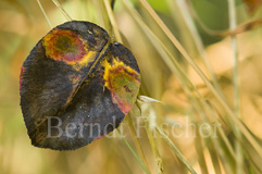 welkes Blatt - Zum Vergroessern klicken!