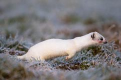 Hermelin - Zum Vergroessern klicken!