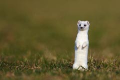 Hermelin - Zum Vergroessern klicken!