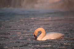 Hckerschwan - Zum Vergroessern klicken!