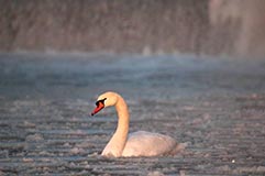 Hckerschwan - Zum Vergroessern klicken!