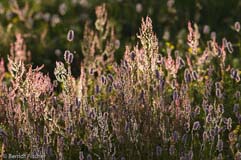 Bergwiese  - Zum Vergroessern klicken!
