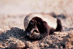 Honigdachs - Zum Vergroessern klicken!