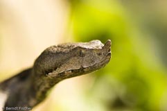 Hornotter Hornviper  - Zum Vergroessern klicken!