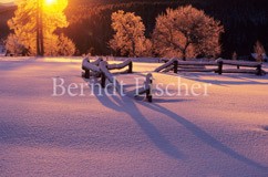 Winter  Bhmerwald - Zum Vergroessern klicken!