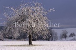 verschneiter Apfelbaum - Zum Vergroessern klicken!