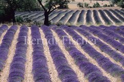 Lavendel Feld - Zum Vergroessern klicken!
