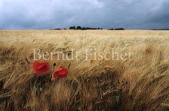 Mohn Getreidefeld - Zum Vergroessern klicken!