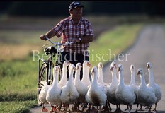 G�nseherde Wege  - Zum Vergroessern klicken!