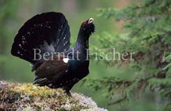 Auerhahn - Zum Vergroessern klicken!