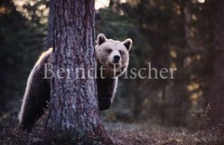 Braunb�r - Zum Vergroessern klicken!