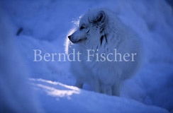 Polarfuchs - Zum Vergroessern klicken!