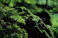 Moos Farn Fels - Zum Vergroessern klicken!