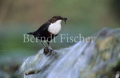 Wasseramsel - Zum Vergroessern klicken!