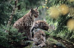 Luchs Familie - Zum Vergroessern klicken!