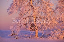 Birke Raureif - Zum Vergroessern klicken!