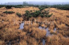 Weitf�ller Filz - Zum Vergroessern klicken!