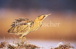 Rohrdommel - Zum Vergroessern klicken!