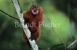 L�wen�ffchen - Zum Vergroessern klicken!