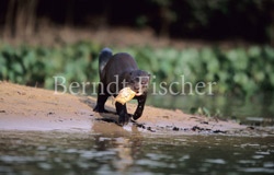 Riesenotter - Zum Vergroessern klicken!