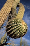Saguaro Kaktus - Zum Vergroessern klicken!