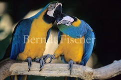 Blaugelber Ara - Zum Vergroessern klicken!