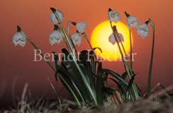 Mrzenbecher Frhlingsknotenblume - Zum Vergroessern klicken!