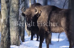 Wisent - Zum Vergroessern klicken!