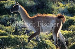 Guanaco - Zum Vergroessern klicken!