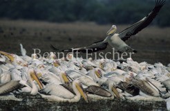 Rosapelikan - Zum Vergroessern klicken!