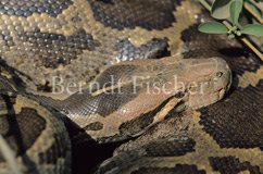 Tigerpython Riesenschlange  - Zum Vergroessern klicken!