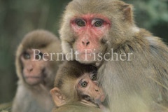Rhesusaffe - Zum Vergroessern klicken!
