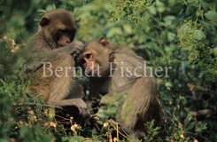 Rhesusaffe Fellpflege  - Zum Vergroessern klicken!