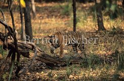 Bengaltiger auf Baum kletternd - Zum Vergroessern klicken!