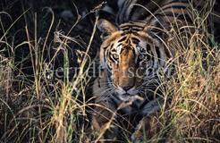 Bengaltiger im hohen Gras - Zum Vergroessern klicken!
