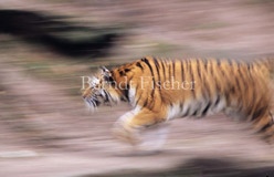 Amurtiger rennend - Zum Vergroessern klicken!