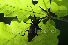 Groer Eichenbockkfer - Zum Vergroessern klicken!