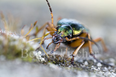 Goldlaufkfer - Zum Vergroessern klicken!
