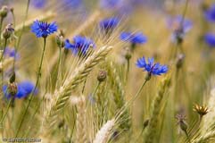 Kornblume - Zum Vergroessern klicken!